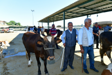 Başkan Geçit, “36 Noktada Kurban Satış ve Kesim Yeri Hizmet Verecek”